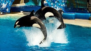 Sea World San Diego Killer Whales [upl. by Mcferren49]