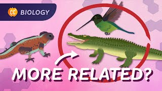 Phylogeny How Were All Related Crash Course Biology 17 [upl. by Eked]