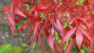 Raywood keskenylevelű kőris  Fraxinus angustifolia Raywood  videó képekben [upl. by Yelhsa]