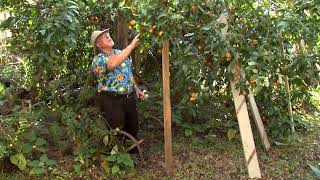 Satsuma Orange Sequence Southern Gardening TV  Jan 9 2013 [upl. by Nodnalb]