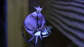 timelapse spider egg sac [upl. by Fionnula]