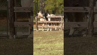 2 girl horse getting to know each other animals horselover [upl. by Cole]