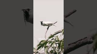 Bellbird  jungleadventure  birdsounds  naturelovers  birdslover  shortvideo [upl. by Schnell]