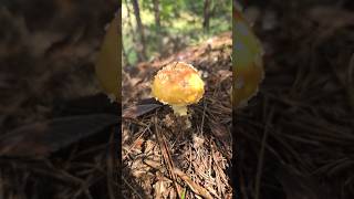 More amanitas😍 natural medicinalmushrooms foraging wildmushrooms organic nature mushroomlife [upl. by Aracot]