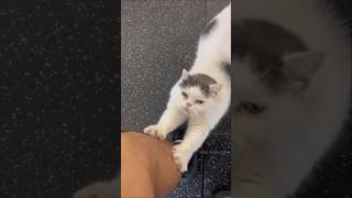 😿बिल्ली के पंजे कैसे काटें  How To Cut Cats Claws  By Wild Adventures [upl. by Suertemed674]