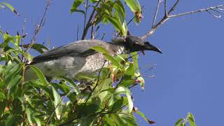 Noisy Friarbird 14 [upl. by Arbma]