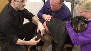 Cruciate ligament disease in dogs  the consult [upl. by Leon]