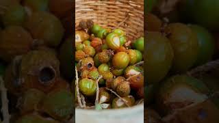 Soap that grows on trees  സോപ്പുങ്ക മരം  Dakshina  Sarang sarangfamily soapnuts soapberry [upl. by Yrret]