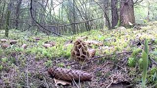 feu dartifice de morilles souvenir [upl. by Mal]