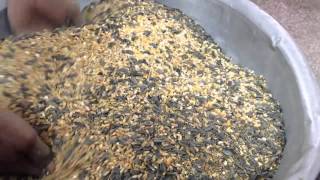 Make your own healthy pigeon food  Mix of Wheat Oat Cracked Corn Sunflower Black Oil seeds [upl. by Boot]