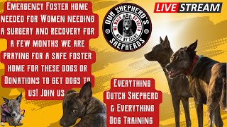 Our Shepherds Shepherds LLC is live QampA dutchshepherd anouncement [upl. by Eirffej]