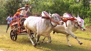 Racing bulls of Sanjay Chougule Muthugao [upl. by Olram]