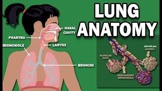 ANATOMY OF THE LUNGS [upl. by Goodman]