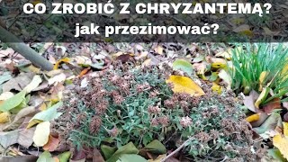 Co zrobić z chryzantemami jesieniąjak przezimować chryzantemy [upl. by Esiuolyram517]