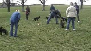 Puppy Training German Shepherd [upl. by Strickland]