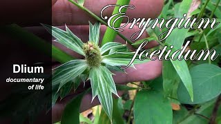 Culantro Eryngium foetidum  part 3 [upl. by Vittorio]