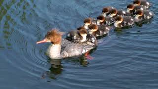 Baby Ducks Mergansers [upl. by Crean]