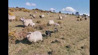 Lowinput Farming in the Uplands Challacombe Farm Devon 58 [upl. by Lexine]