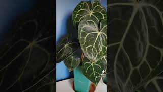 Anthurium Clarinervium anthurium plantlover anthuriumclarinervium [upl. by Chastain]