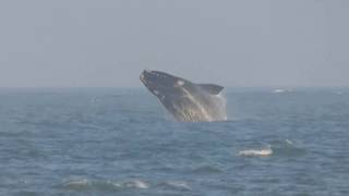 Baleia franca Florianópolis Santa Catarina  Right Whale [upl. by Verlee130]