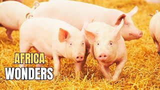 Pig Farming Project  Piggery Footage Collection  AFRICA WONDERS [upl. by Mosby]