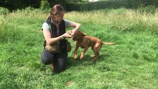 Marking dummy  gundog Puppy training  Steadiness  Labrador retrievers [upl. by Burt533]