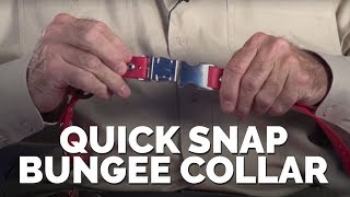 Educator Quick Snap Bungee Collar [upl. by Golda]