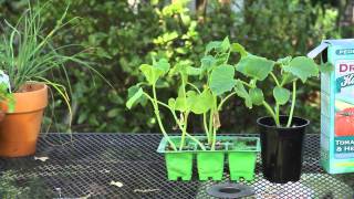 How to Grow Baby Cucumbers For Pickles  Garden Space [upl. by Clo]