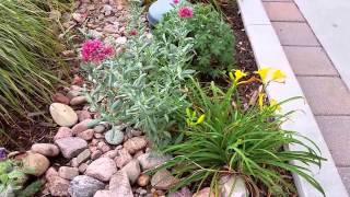 Three Flowers to Plant With Karl Foerster Feather Reed Grass [upl. by Hannej]