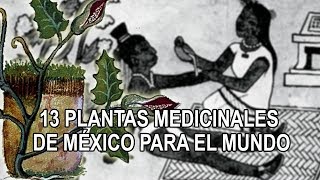 13 plantas medicinales de México para el mundo [upl. by Ioyal]