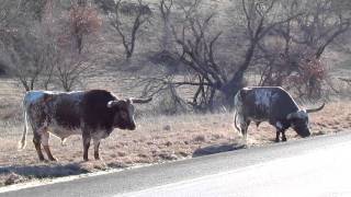 Longhorn Bull with a real bad attitude out in the Wichita Mountains in Oklahoma [upl. by Darci879]