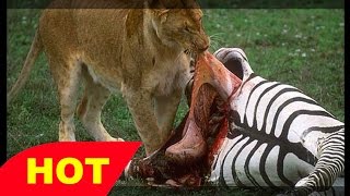 Wild Documentary Africa s Lions vs Wildebeests and Zebra HD 720p [upl. by Aun]