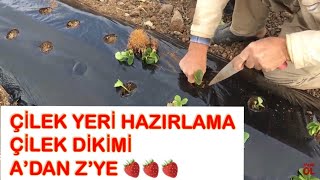 Baştan Sona Çilek Yeri Hazırlama  Çilek Yetiştiriciliği  Çilek Nasıl Ekilir [upl. by Thorley947]