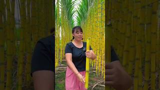 Lets Having A Good Feel Of The Sugarcane  Softer Sugarcane Farming satisfying shorts [upl. by Itnaihc]