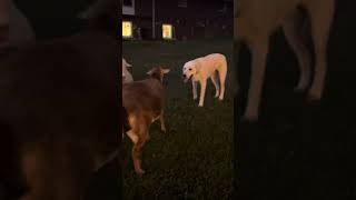 Livestock guardian dog playing with ewe sheep friend [upl. by Anaerb]