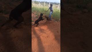 😱 Dangerous Fight 😱😱 pets animals doberman dog puppy shaheepets [upl. by Htabmas]