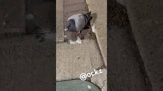 Found a pigeon in his bag literally original clip this joint done went viral ockz [upl. by Teferi623]