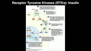 Biosignaling  Receptor Tyrosine Kinases amp Insulin [upl. by Rialb]