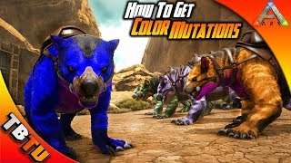 BEST WAY TO GET COLOR MUTATIONS ARK Mutation Guide E1  Ark Survival Evolved [upl. by Akkin464]