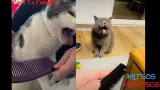 Cats and Comb Funny Act of Cats from Comb Scratches [upl. by Moll]