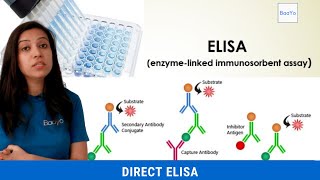 Direct ELISA  Basics Explained [upl. by Pappano271]