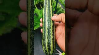 Cocozelle Zucchini since 1885 the classic amazing [upl. by Thordia]