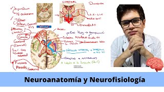 Introducción a la Neuroanatomía y Neurofisiología  El video que necesitas ver [upl. by Nael]