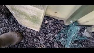 weasel ferrets pulls rat out rat net little blue daughter [upl. by Wind]