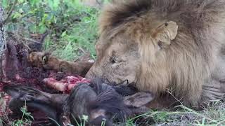 Gorgeous Tintswalo Lions and Beautiful Sighting in Kruger National Park South Africa [upl. by Yug]