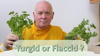 what causes a plant to be turgid or flaccid [upl. by Swords]