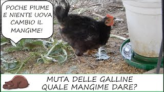 Muta delle galline ovaiole e nuovo mangime Perdita di piume e niente uova Shedding of hens [upl. by Ruford]