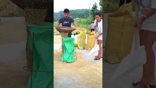 The method of quickly loading grain into a bag in action [upl. by Marya]