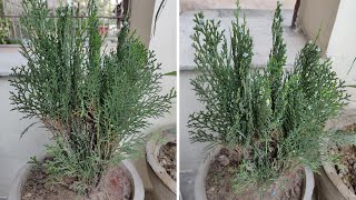 Morpankhi plant की देखभाल कैसे करे  How to grow amp care Thuja  Vidya plant [upl. by Orlando]