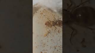 Ко мне приехали myrmecocustis mexicanus 😍 [upl. by Sean569]